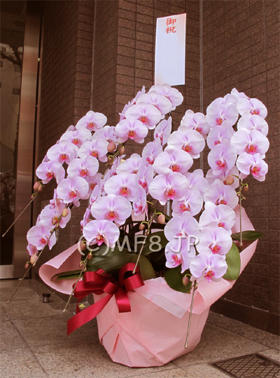 胡蝶蘭&バンクシアpink bouquet